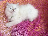 Ev Ortamından Kaliteli Erkek British Longhair Yavrular