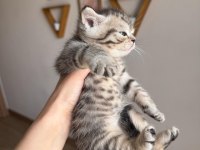 British Shorthair Yavru