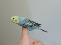 Ev Üretimi Muhabbet Kuşu Yavruları