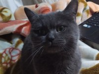 Acil Sahiplendirme Kedimiz