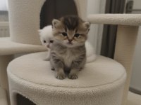 Golden British Shorthair Yavrular