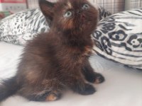 2 aylık nadir renk exotic yavru