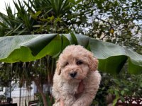 Maltipoo yavrumuz sağlık ve ırk garantilidir