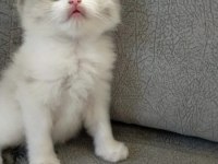 Dişi Ragdoll Yavrumuz Yeni Yuvasını Arıyor