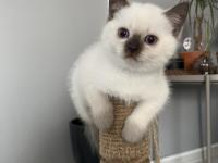 British shorthair iki aylık erkek ve dişi