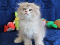 Sevimli Scottish Fold Bebekler Yeni Yuvasını Arıyor