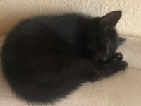 Scottish İle Smokin Kırması