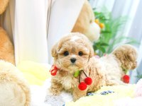 Toy poodle cins yavrularım