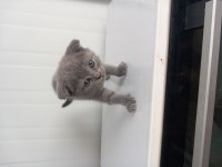 8 Yavru Kedimiz Sahiplendirilecek