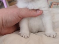 Anne Sütünden Kesilmek Üzere İran Kedisi (Persian)