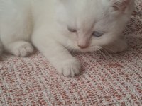 Bembeyaz Mavi Gözlü Dişi British Shorthair Yavru