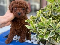 Safkan Mini Poodle Yavrularım