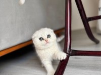 Yeni Yuvasına Gitmeye Hazır Kedilerimiz