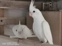 Albino sultan papağanı 1 dişi ve 1 erkek