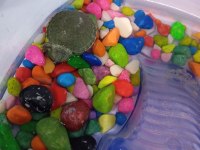 Yavru Singapur Kaplumbağa