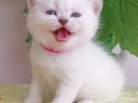 Ayı surat british dişi