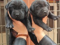 Enerji dolu labrador yavrularıyla hayatınıza neşe katın!