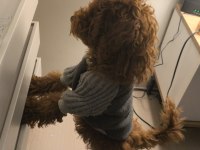 Poodle Köpeğimiz Esenyurt