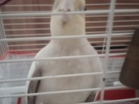 Özenle baktığımız papağanımız yeni yuvasını arıyor