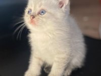British Golden British Shorthair Yavrular
