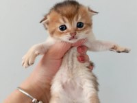 Scottish fold yavrularımız