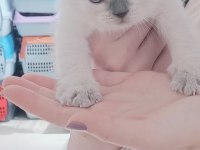 Sağlıklı Ve Safkan Scottish Fold Yavruları