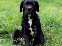 Sağlık Ve Irk Garantili Şecere Belgeli