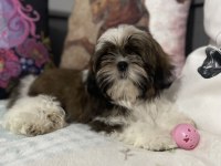 Şecereli shih tzu
