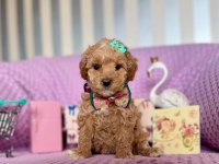 Maltipoo mini ve güzel bebekleri