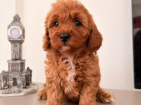 3 Dişi Ve 2 Erkek Maltipoo Yavrular