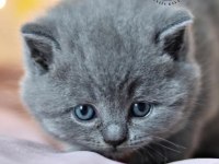 Kara Kuzum Gri British Shorthair