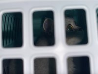 6 Aylık Dişi Kedimiz