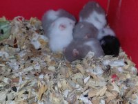 Hamster yavrular mevcut