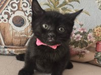 Ücretsiz olarak kedi sahiplendirme