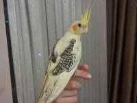 3 Aylık Erkek Sultan Papağanı