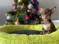 Sizde safkan chihuahua sahibi olmak istiyorsanız