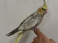 Sultan Papağanı Sahiplendirilecek Kuşumuz