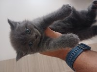 Orjinal British Yavrularımız