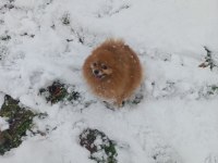 Yetişkin Pomeranian Köpeği