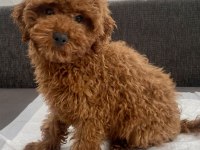 Red Brown Toy Poodle Oğlumuz