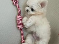 Mini Boy Maltese Terrier Yavrularımız