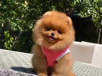 Show kalite dişi orange pomeranian