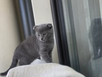 2 aylık scottish fold kızımız