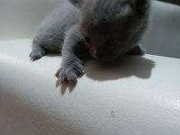 Safkan Scottish Fold Yavruları
