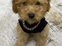 3 aylık dişi toy poodle