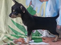 Mini Boy Pinscher Yavrularımız
