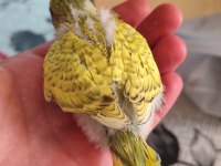 Muhabbet Kuşu Alıştırmalık