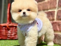 Safkan Pomeranian Boo Yavrularımız