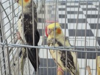 Full + Full Evcil Sadık Çift Dost Sultan Papağanı