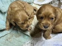 45 günlük ingiliz cocker